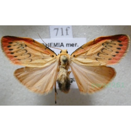 Miltochrista miniata (Forster, 1771) Łada różowica Czech71f